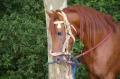  Le Maroc fete son Moussem a Evry-Bondoufle  - Les chevaux marocains Les Chevaux Marocains 080
